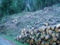 /album/galleria/bosco-tagliata2-jpg/